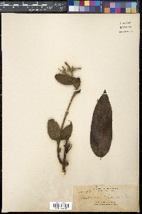 Media resource of Melodinus cumingii