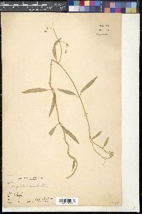 Oxystelma esculentum image