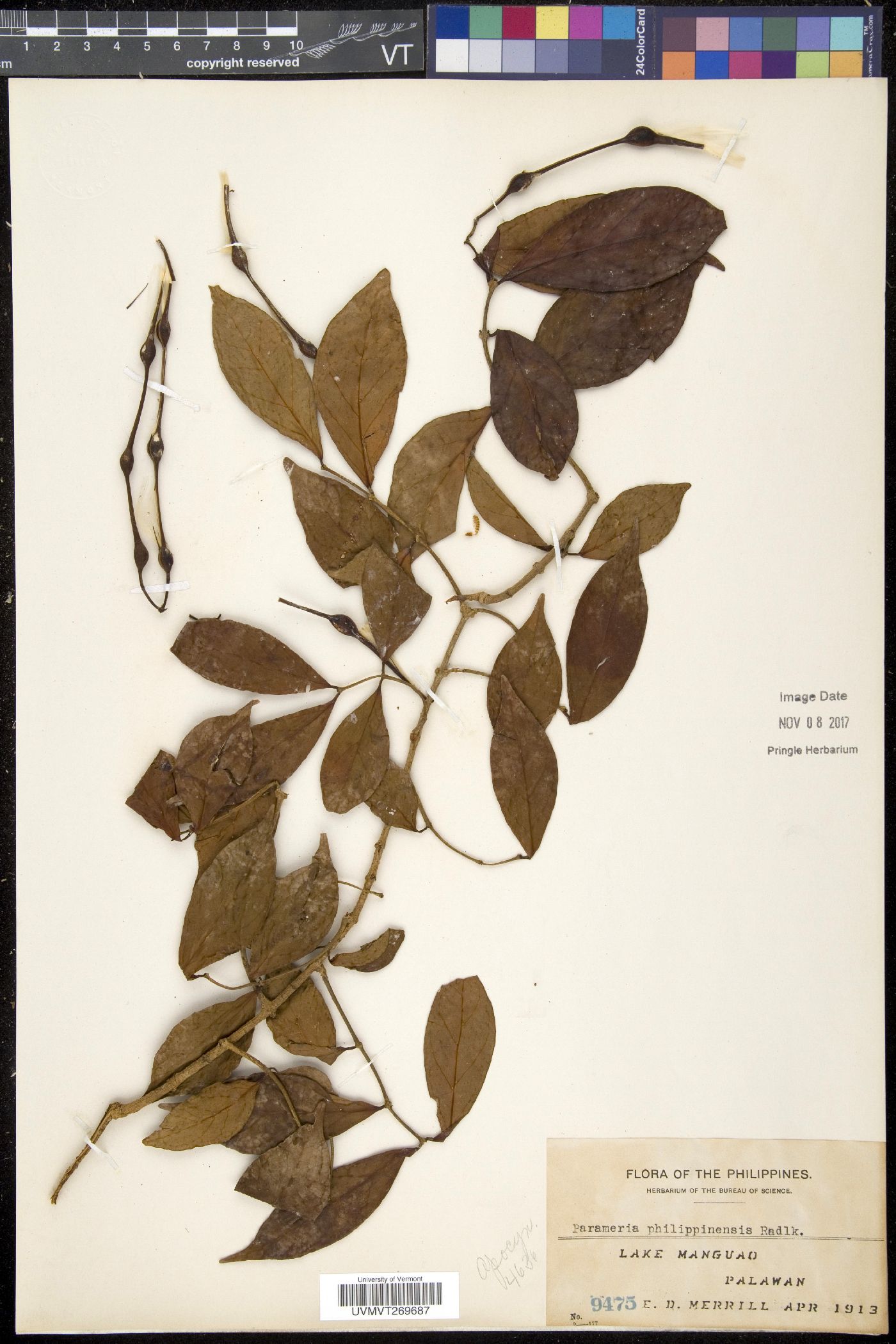 Urceola laevigata image