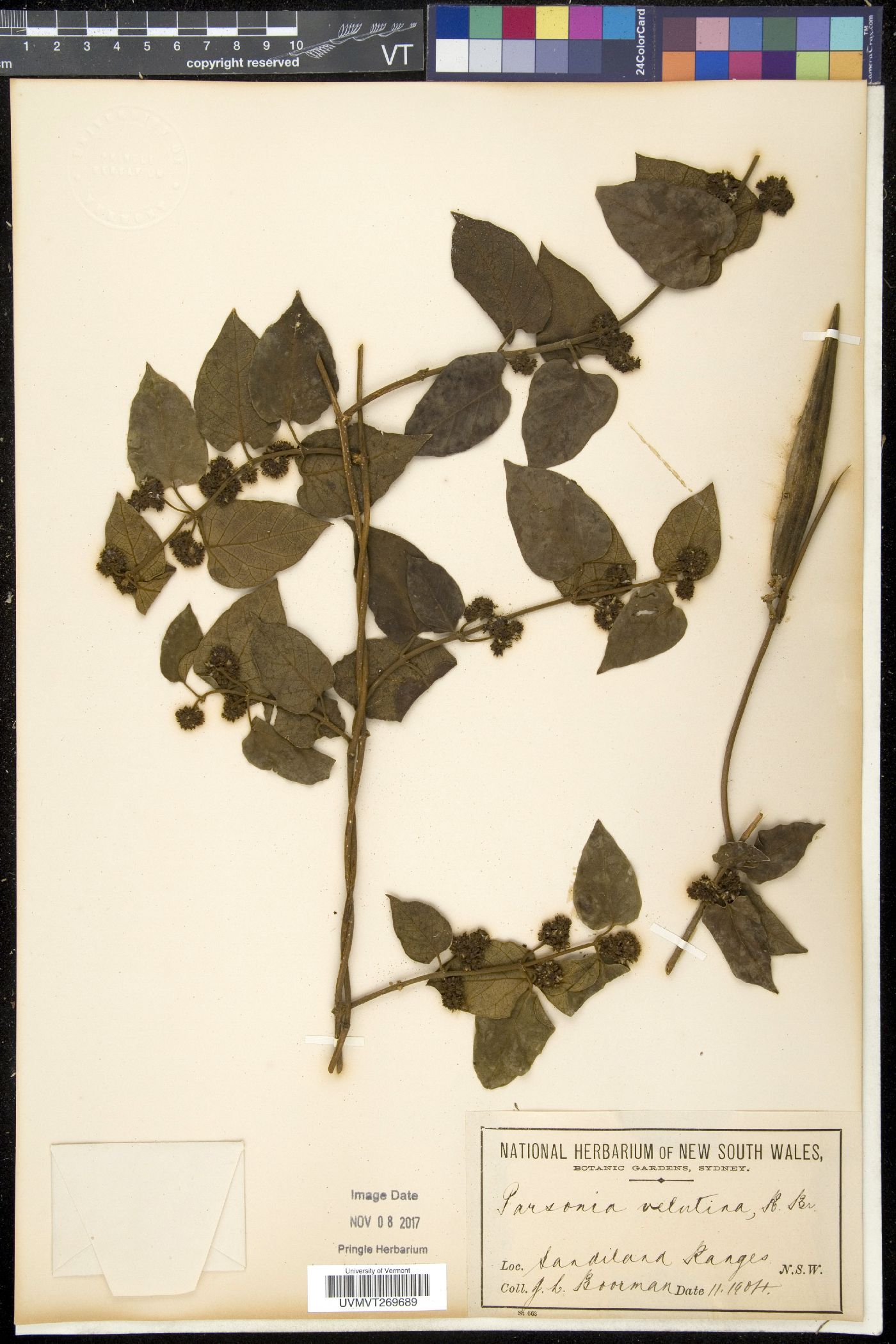 Parsonsia image