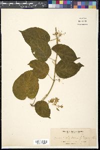 Media resource of Telosma filipes