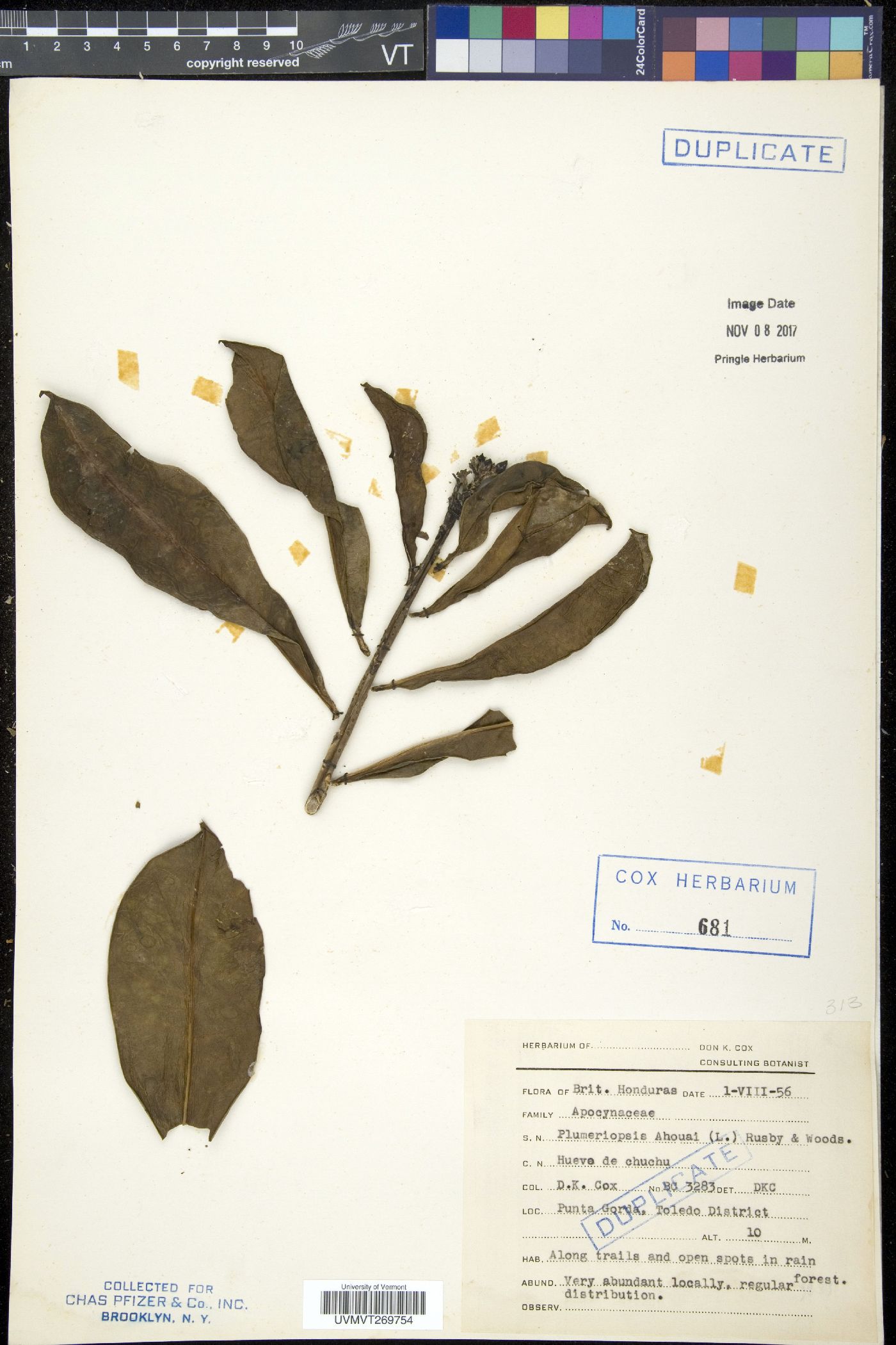 Plumeriopsis image