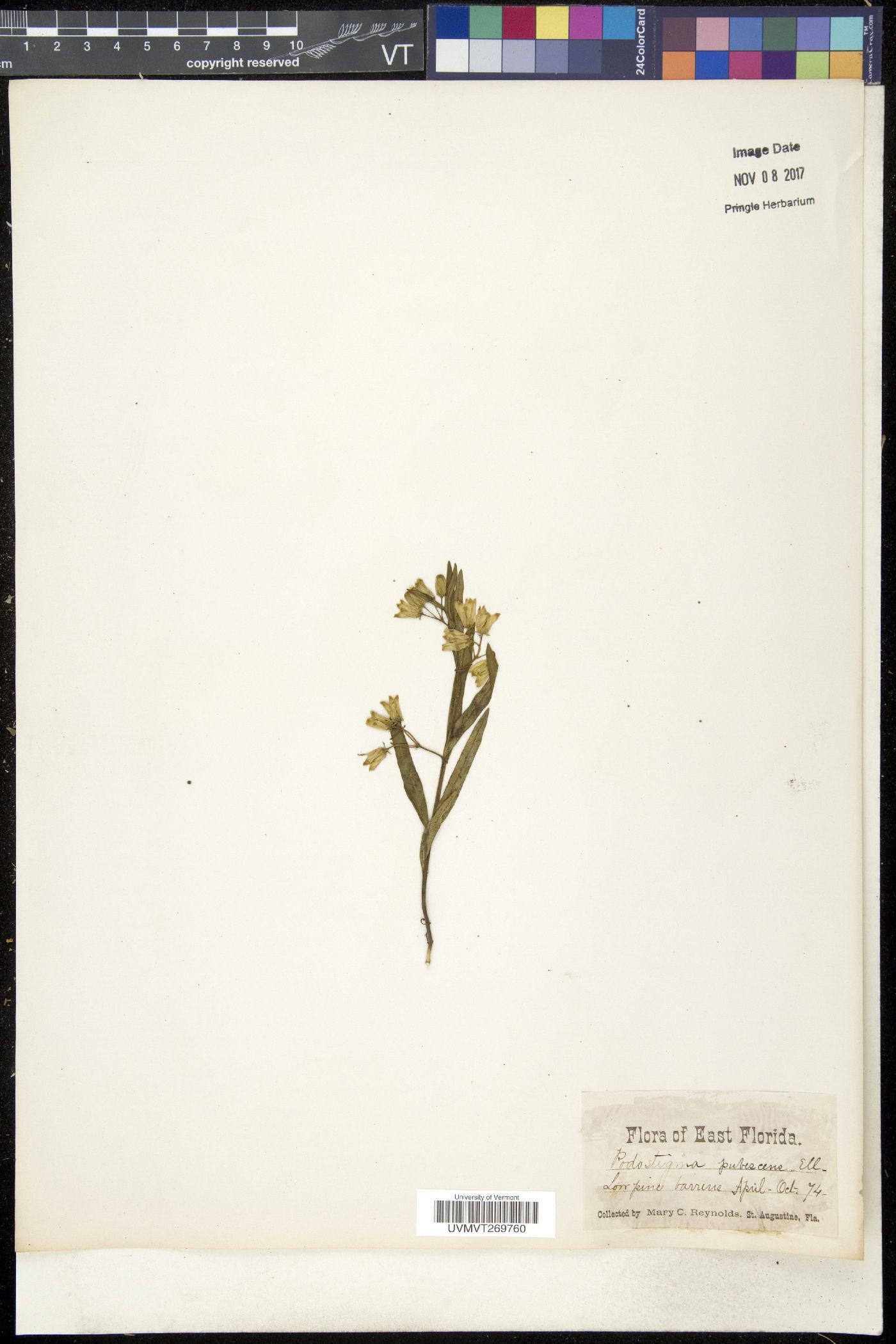 Podostigma image