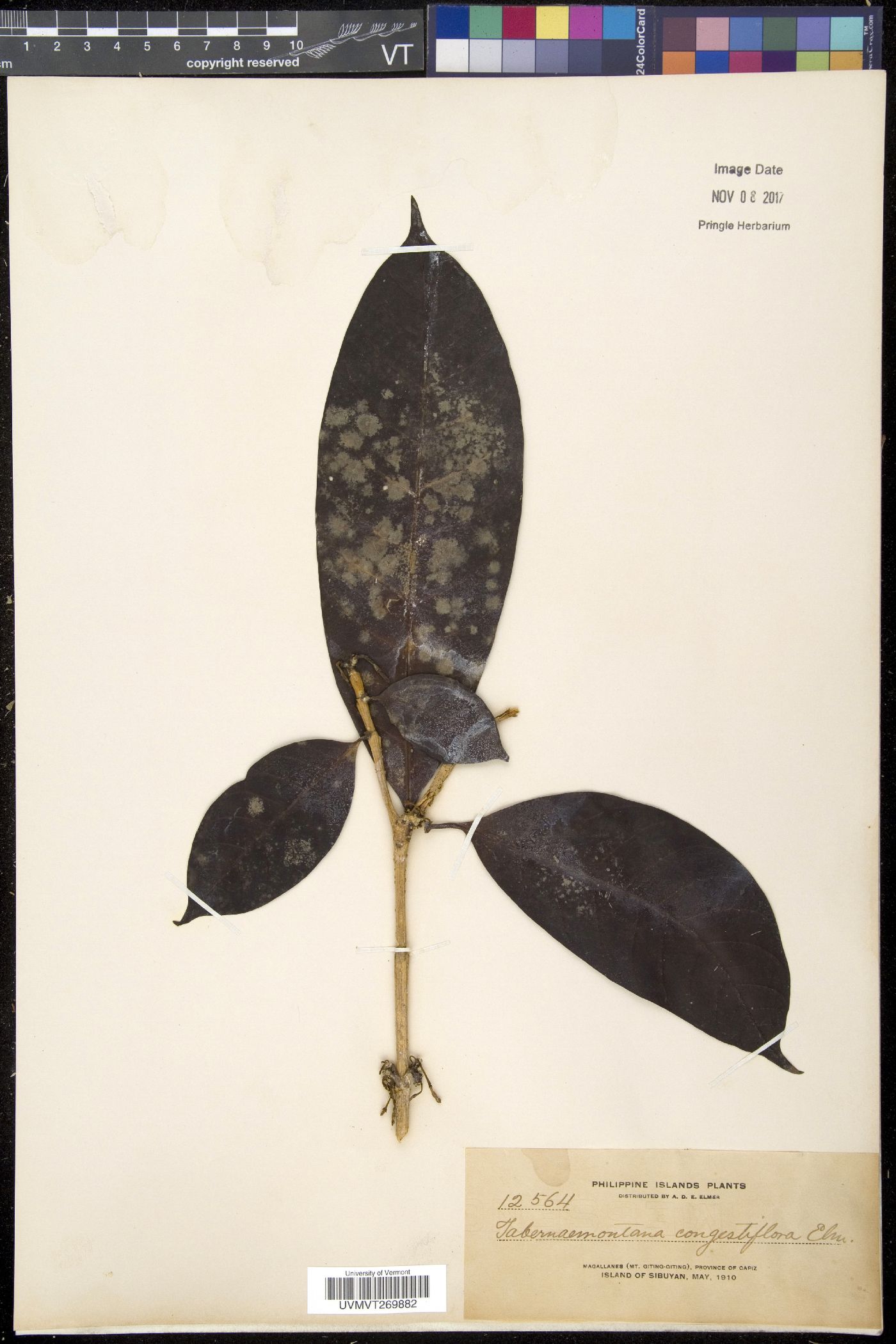 Tabernaemontana pandacaqui image