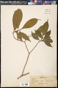 Tabernaemontana pandacaqui image