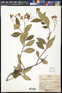 Trachelospermum asiaticum image