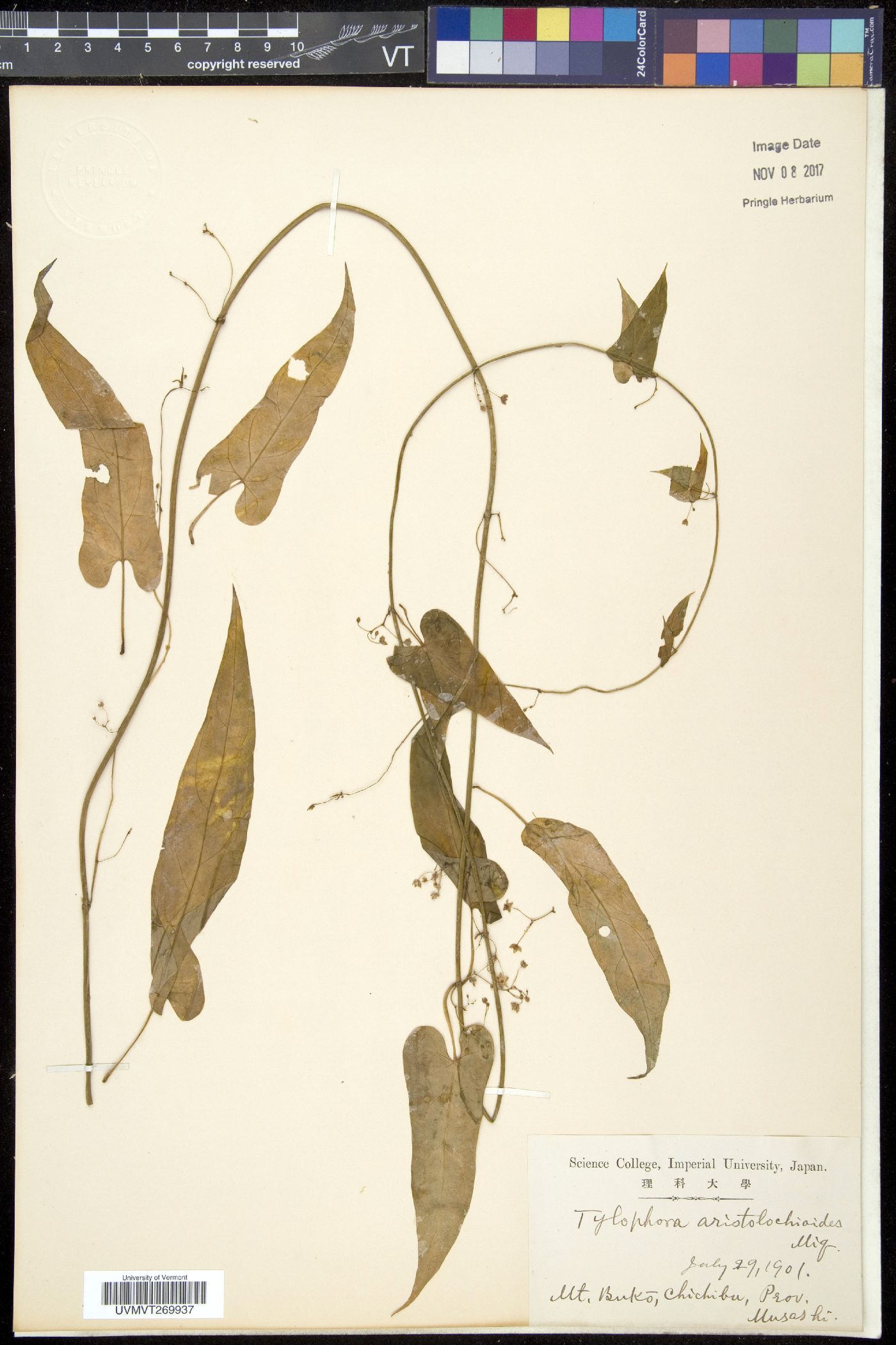 Vincetoxicum aristolochioides image
