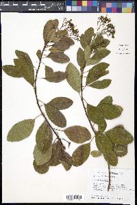 Bourreria succulenta image