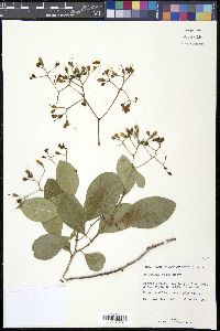 Bourreria succulenta image