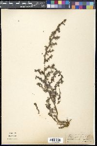 Coldenia procumbens image