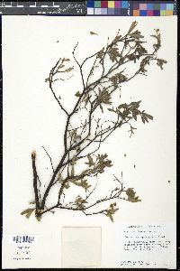 Cordia brevispicata image