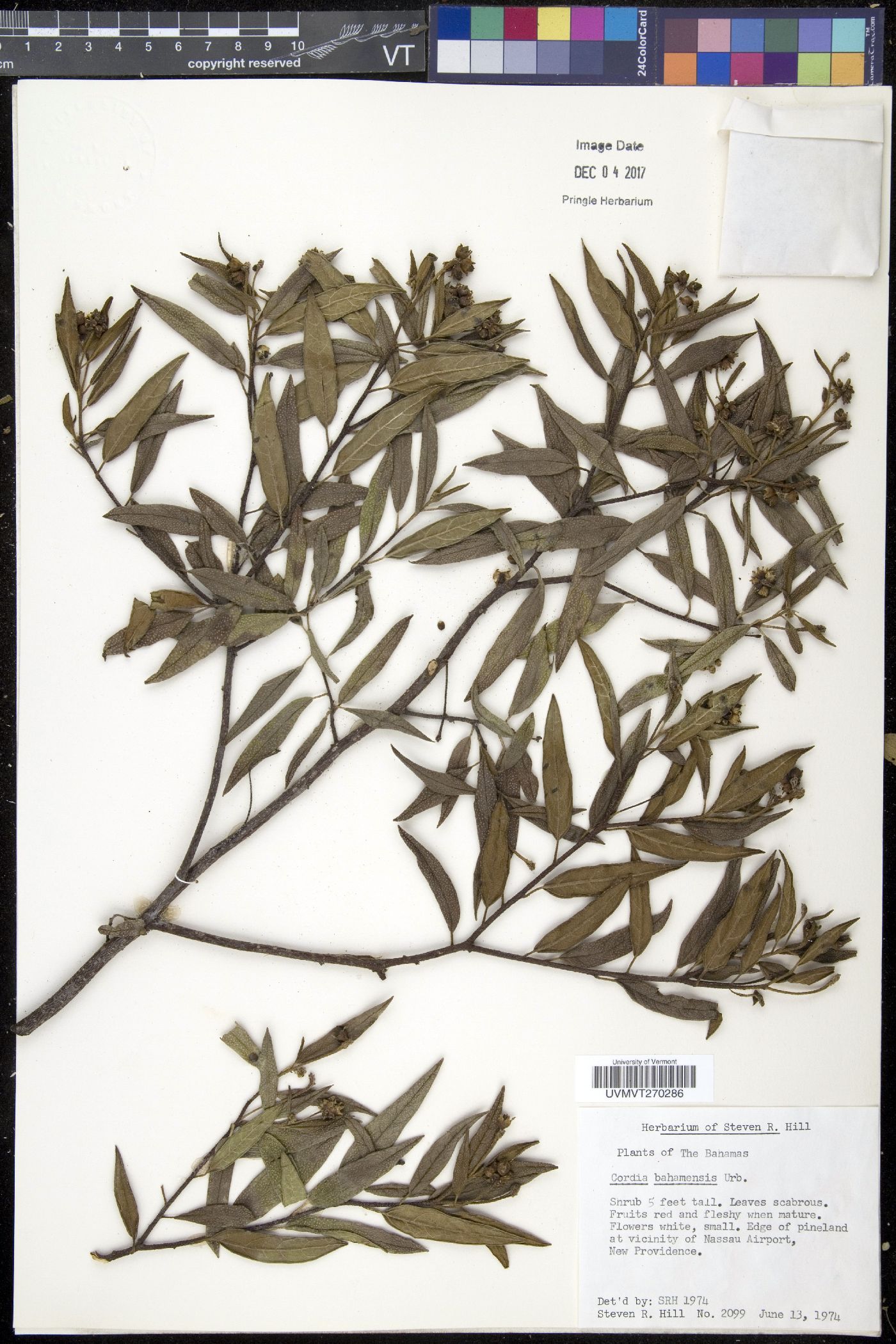 Cordia bahamensis image