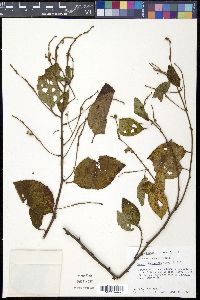 Varronia spinescens image