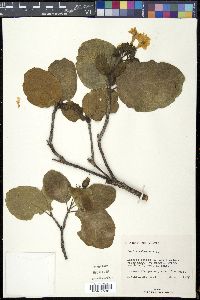 Cordia sebestena image