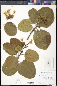 Cordia sebestena image