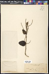 Cordia dichotoma image