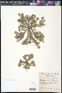 Cryptantha minima image
