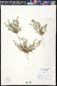 Johnstonella mexicana image