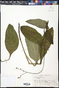Cynoglossum boreale image