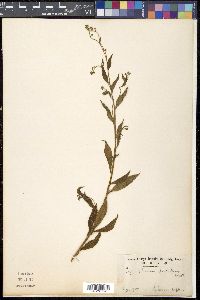 Cynoglossum furcatum image