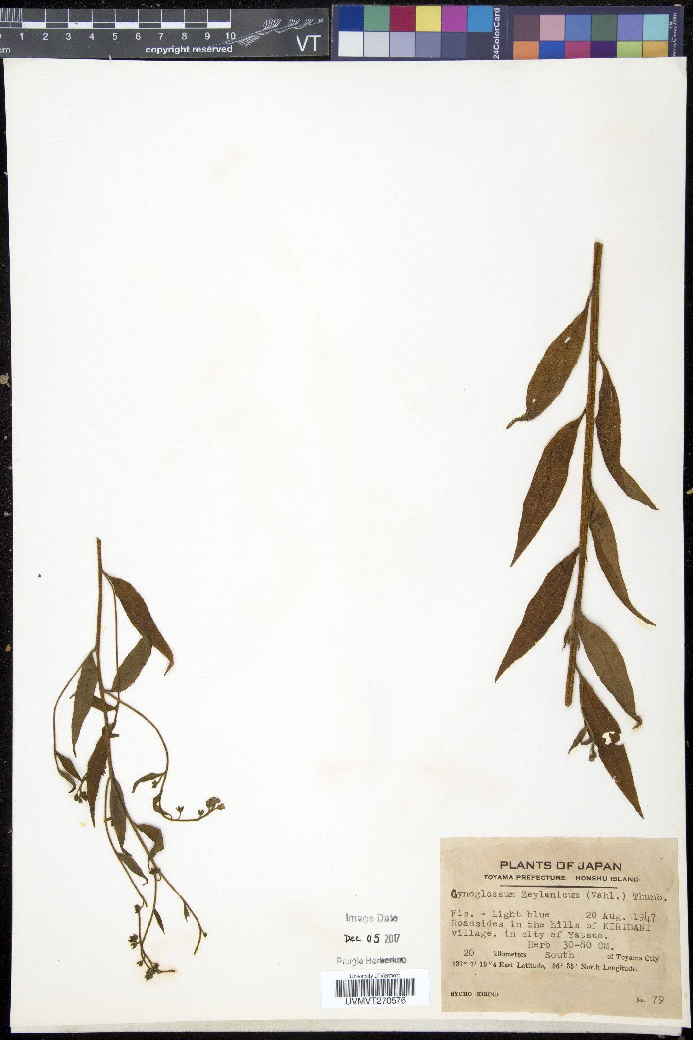 Cynoglossum zeylanicum image