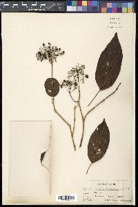 Ehretia philippinensis image