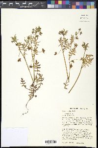 Ellisia nyctelea image