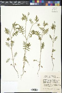 Ellisia nyctelea image