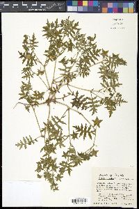Ellisia nyctelea image