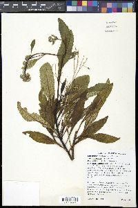 Eriodictyon trichocalyx image
