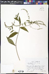 Hackelia virginiana image