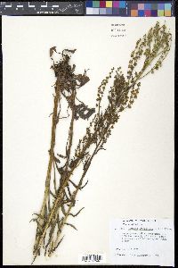 Hackelia floribunda image