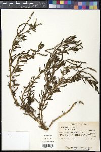 Heliotropium curassavicum image