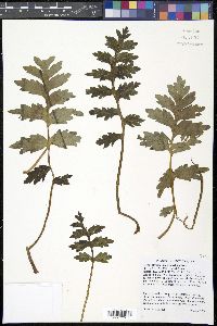 Hydrophyllum macrophyllum image