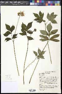 Hydrophyllum virginianum image