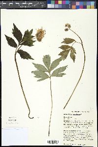 Hydrophyllum virginianum image