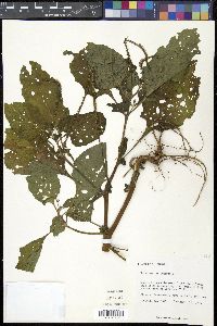 Heliotropium indicum image