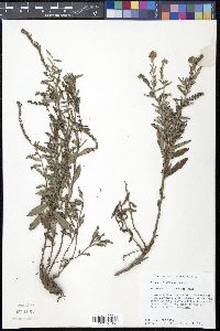 Heliotropium ternatum image