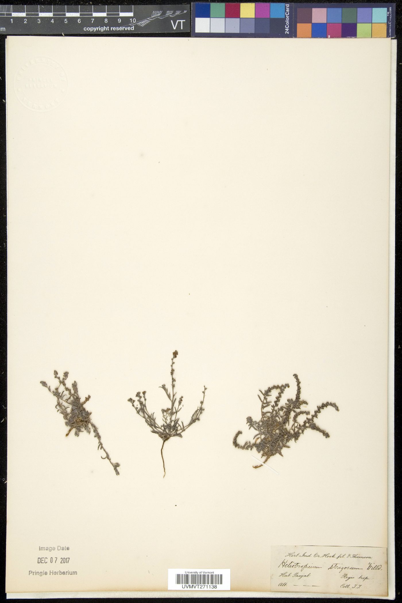 Euploca strigosa image