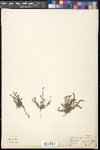 Euploca strigosa image