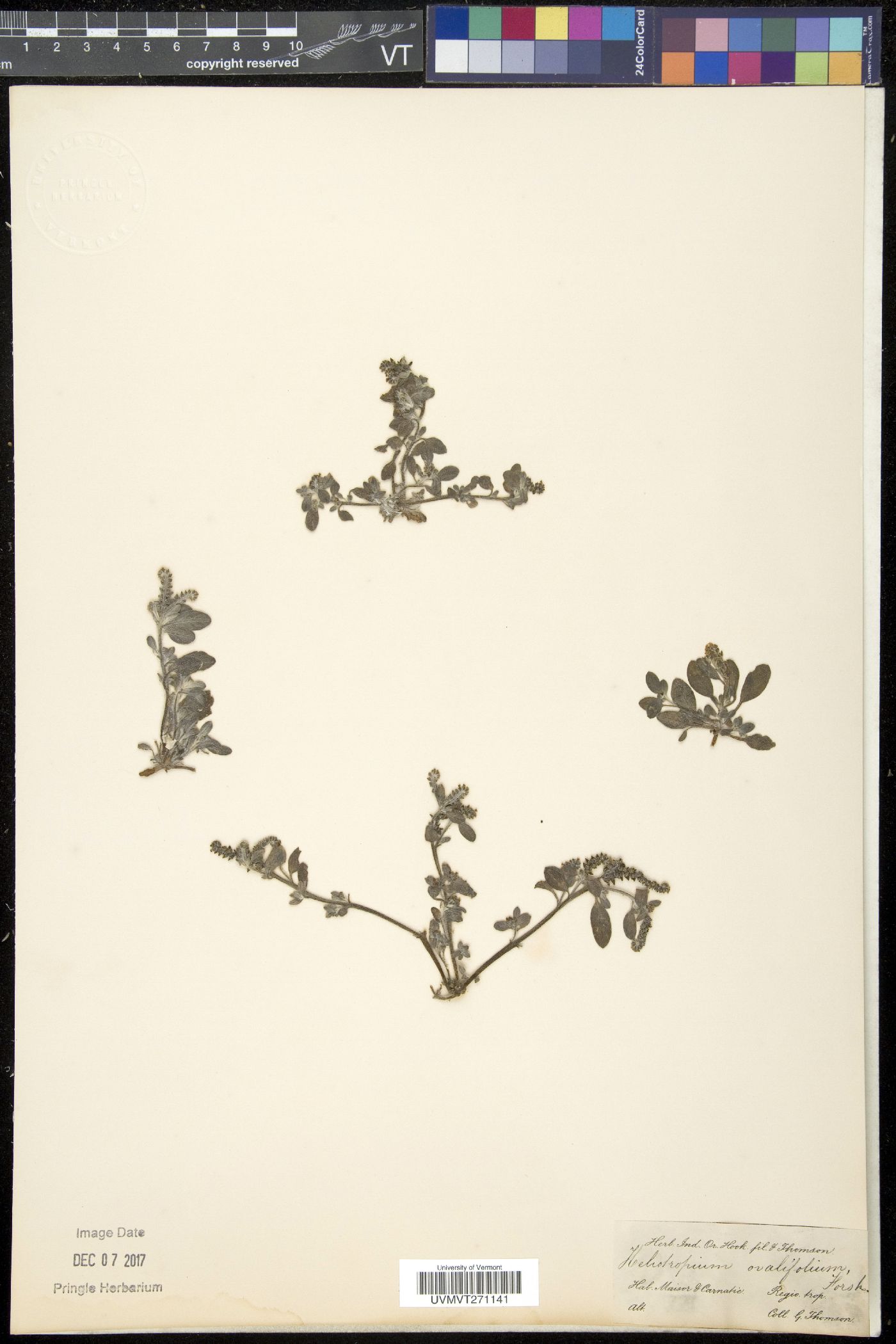 Euploca ovalifolia image