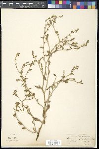 Heliotropium undulatum image
