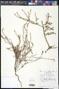Lappula occidentalis var. occidentalis image