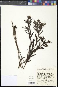 Lithospermum caroliniense image
