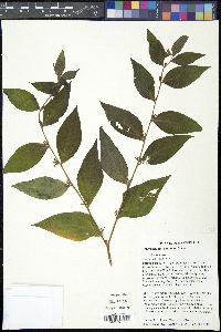 Lithospermum latifolium image
