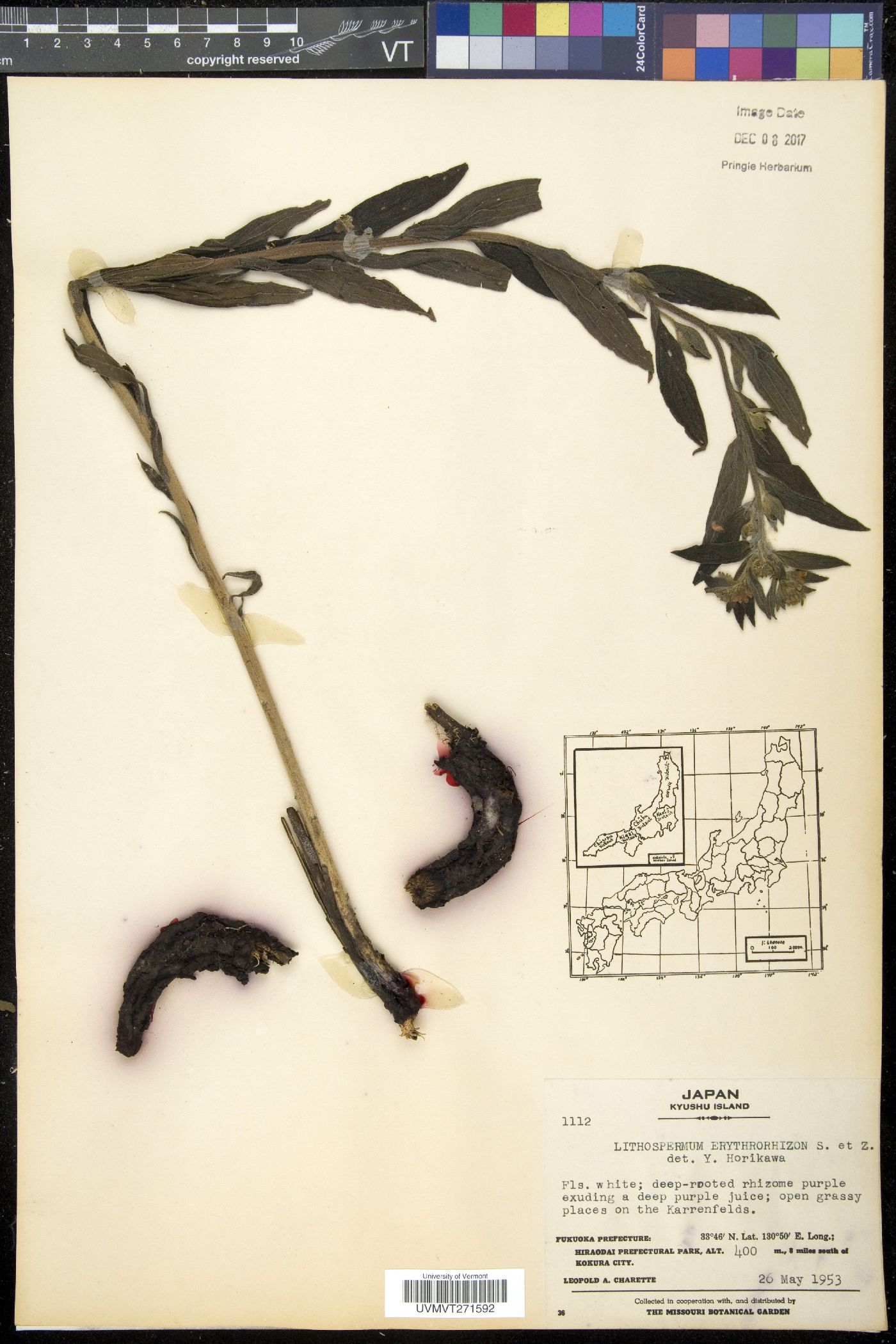 Lithospermum erythrorhizon image