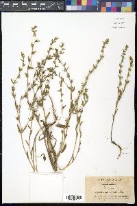 Buglossoides arvensis image