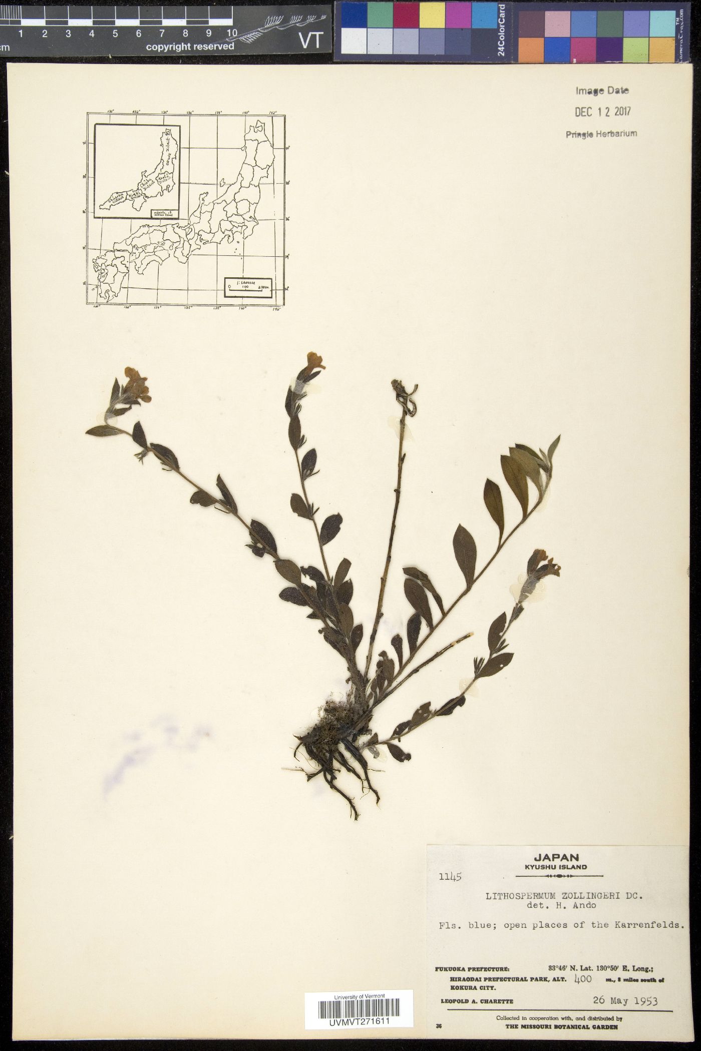 Aegonychon image