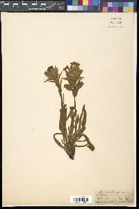 Arnebia euchroma image