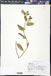 Mertensia virginica image